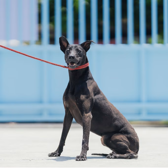ミックス犬(メス・成犬・黒)、小型, 施設番号 …6005