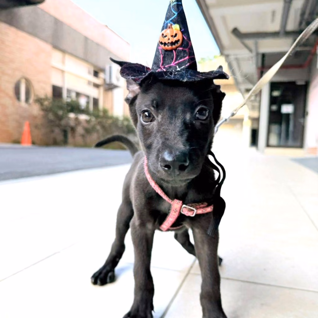 Black young male mixed-breed dog, Small, shelter no. …3005