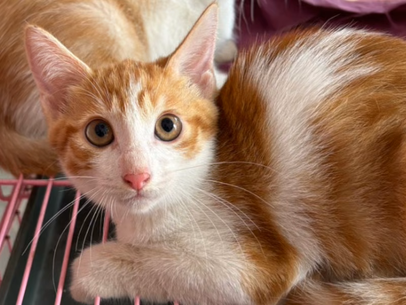 Orange-and-white adult female mixed-breed cat, Medium, shelter no. …3009