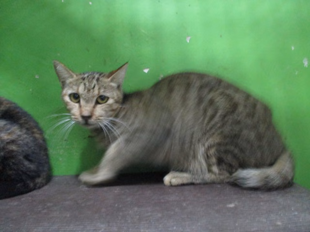 Tabby adult female mixed-breed cat, Large, shelter no. …C1-5