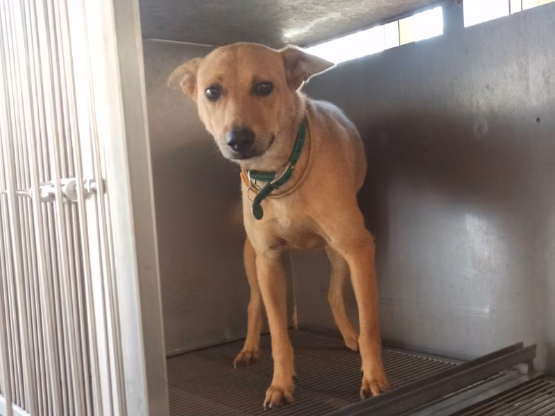 Tan adult female mixed-breed dog, Medium, shelter no. …5D01