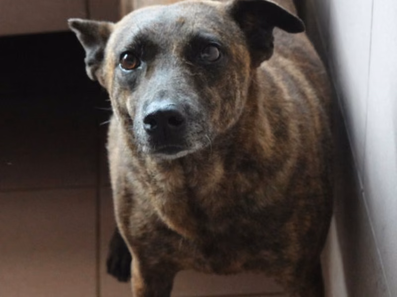 Tabby adult female mixed-breed dog, Medium, shelter no. …0-10