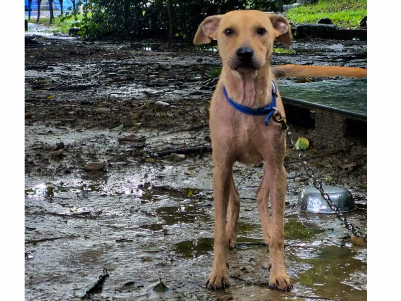 Tan adult male mixed-breed dog, Medium, shelter no. …1-12