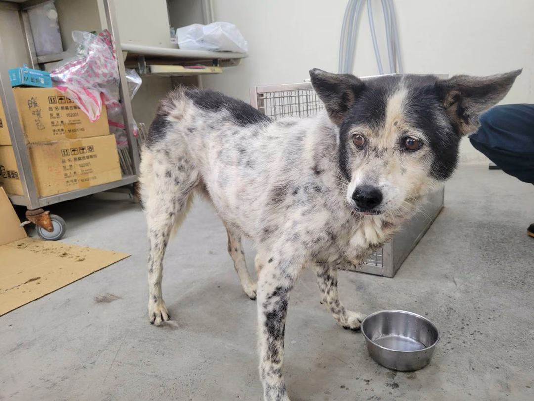 Black-and-white adult female mixed-breed dog, Medium, shelter no. …2101