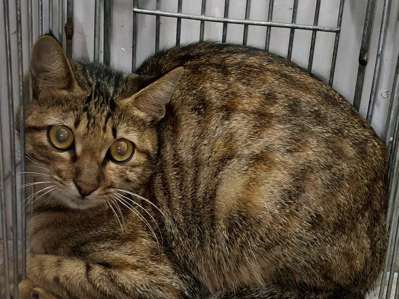 Tabby adult male mixed-breed cat, Medium, shelter no. …8002