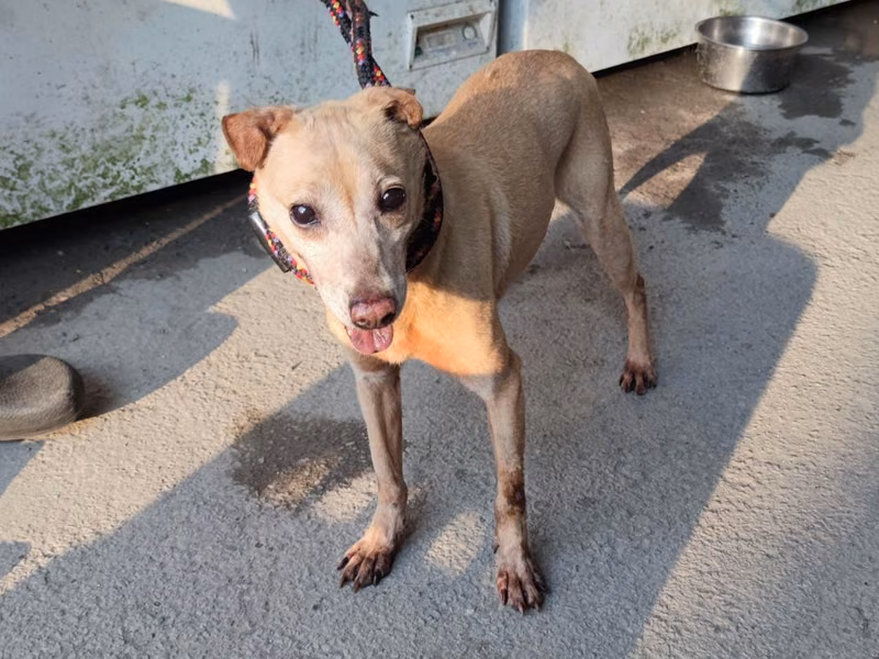 Tan adult female mixed-breed dog, Medium, shelter no. …3003