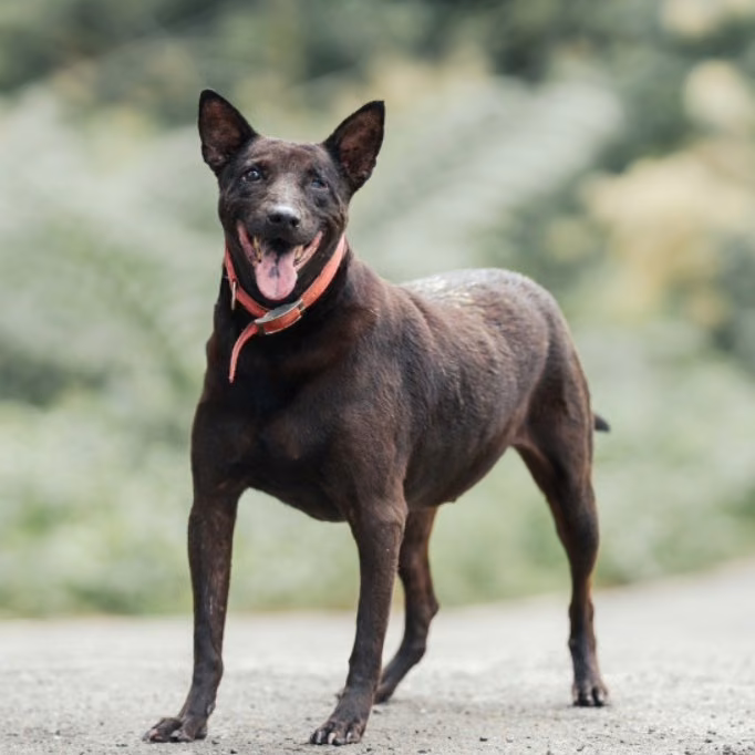 Black-and-tan adult male mixed-breed dog, Medium, shelter no. …0026