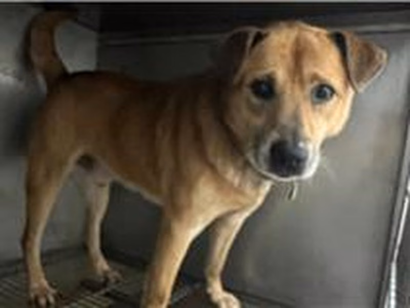 Tan adult male mixed-breed dog, Medium, shelter no. …1101