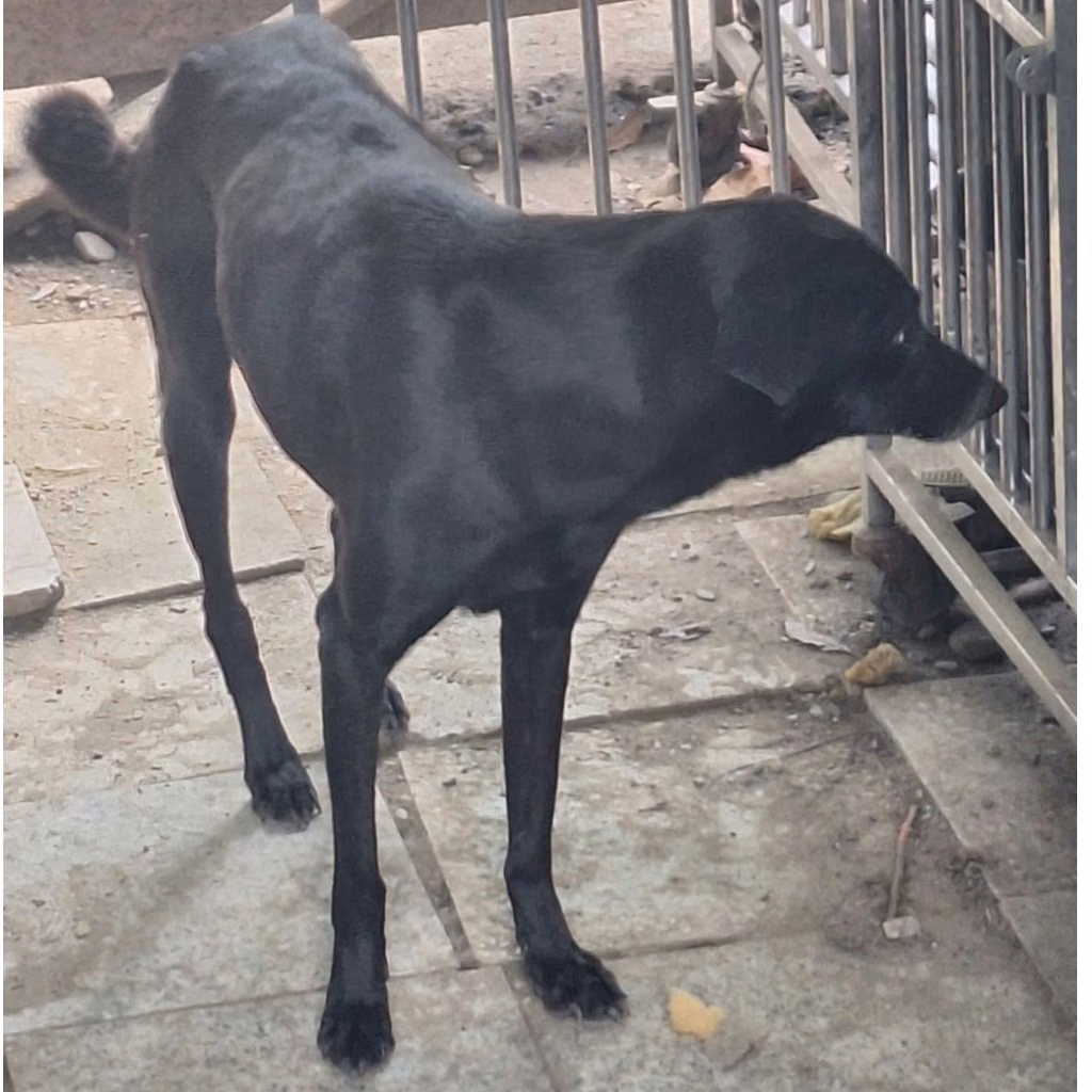Black adult female mixed-breed dog, Large, shelter no. …075D