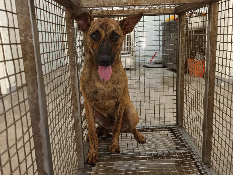 Tabby adult male mixed-breed dog, Medium, shelter no. …0008