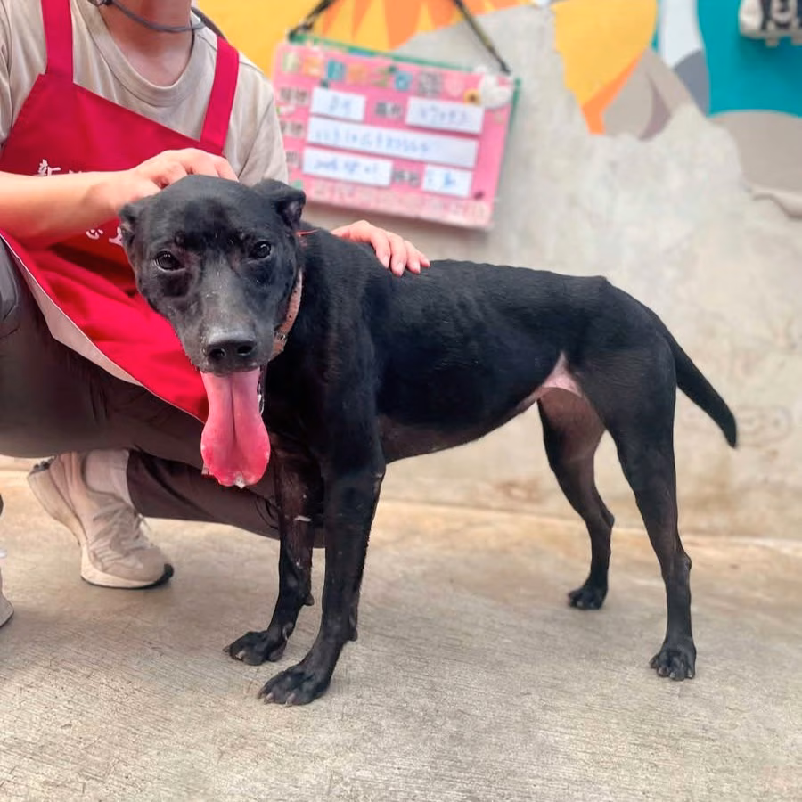 Black young female mixed-breed dog, Medium, shelter no. …6004