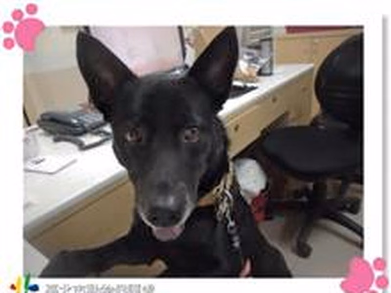 Black adult male mixed-breed dog, Medium, shelter no. …2701