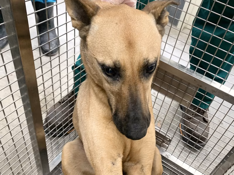 Tan adult female mixed-breed dog, Medium, shelter no. …1807