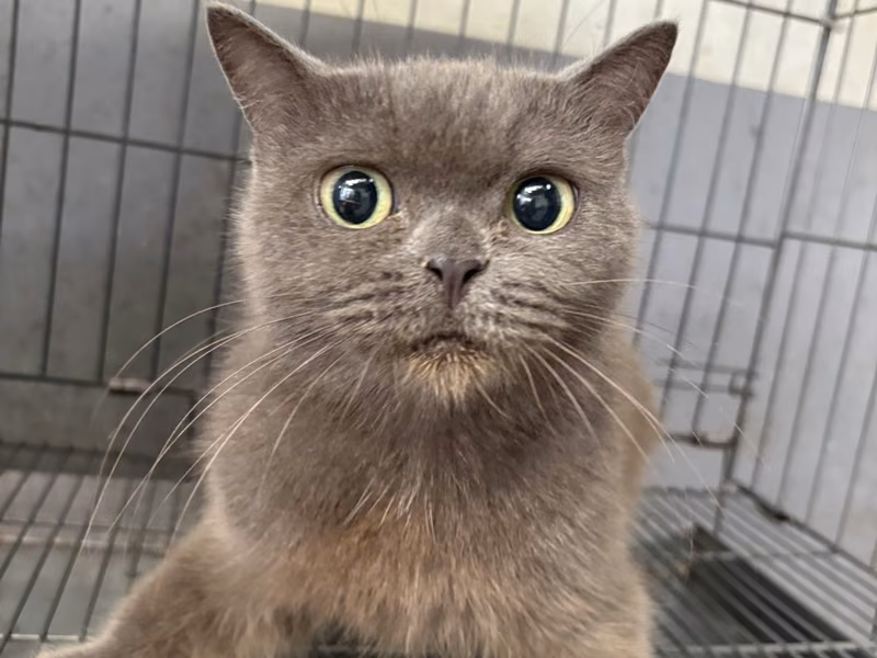 Gray adult female British Shorthair, Medium, shelter no. …8001