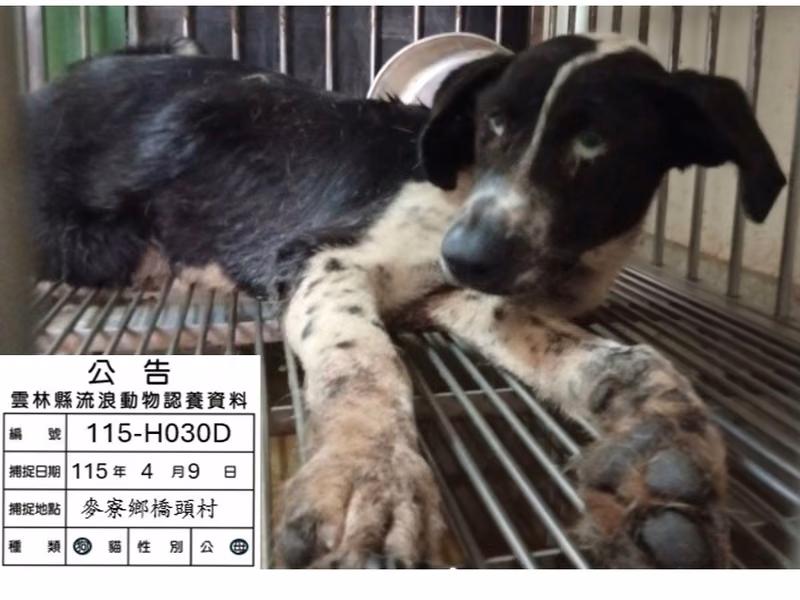 Black-and-white adult female mixed-breed dog, Medium, shelter no. …030D