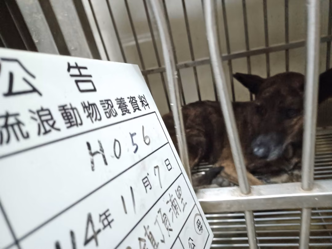 Tabby adult female mixed-breed dog, Large, shelter no. …056D