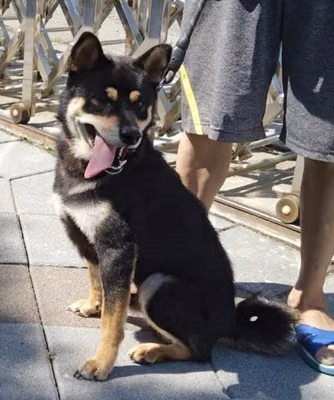 Black-and-brown adult male Shiba Inu, Medium, shelter no. …6007