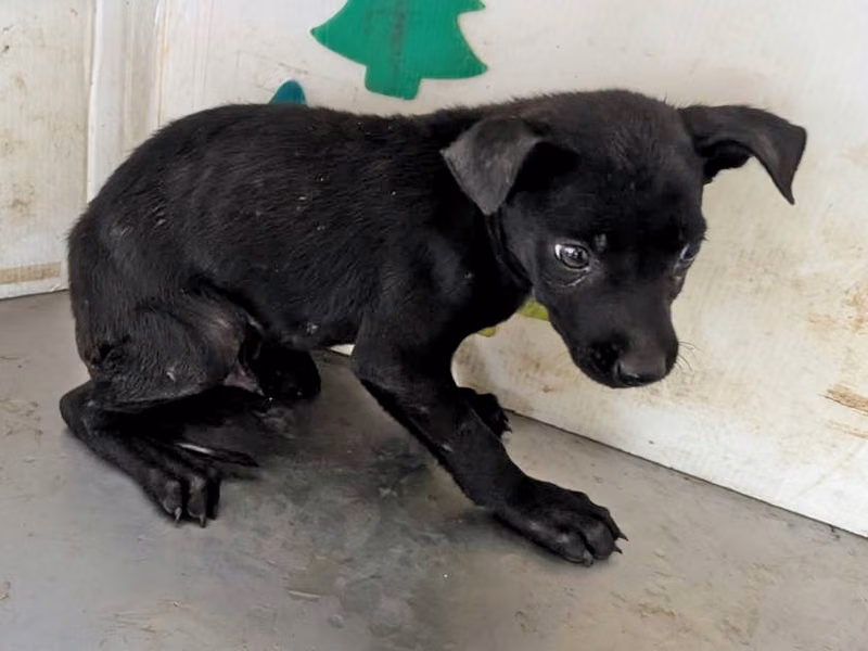 Black young female mixed-breed dog, Medium, shelter no. …2109