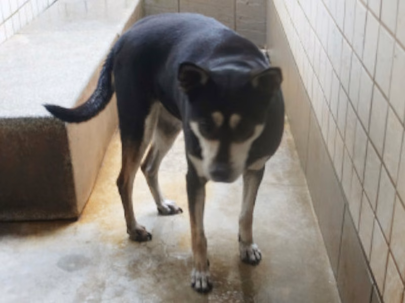 Black-and-tan adult female mixed-breed dog, Large, shelter no. …0292