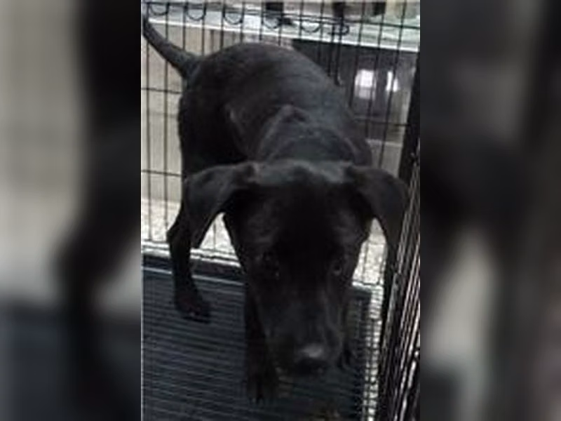 Black male mixed-breed dog, Medium, shelter no. …1467
