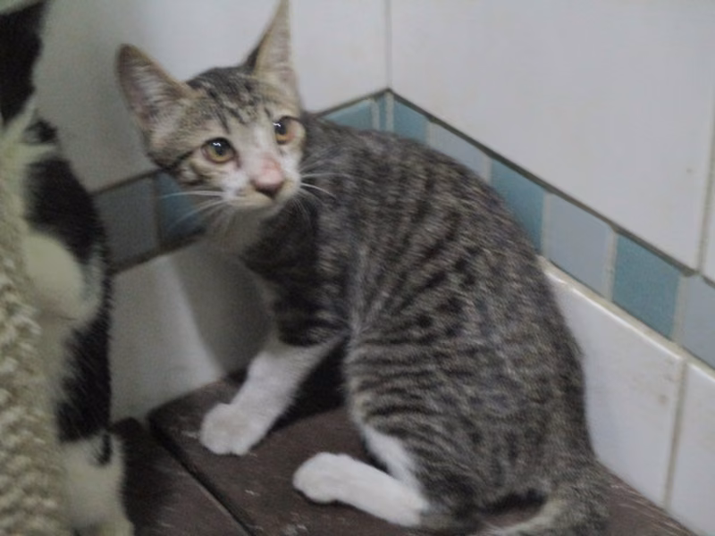 Tabby adult male mixed-breed cat, Large, shelter no. …C1-2