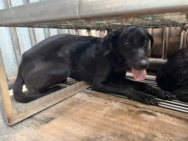 Black adult female mixed-breed dog, Medium, shelter no. …4003