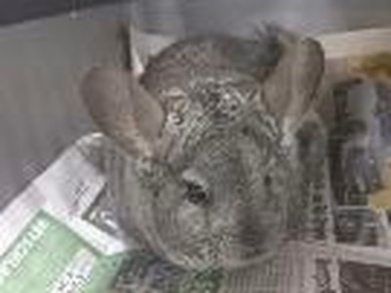 Gray female Chinchilla, shelter no. …4162