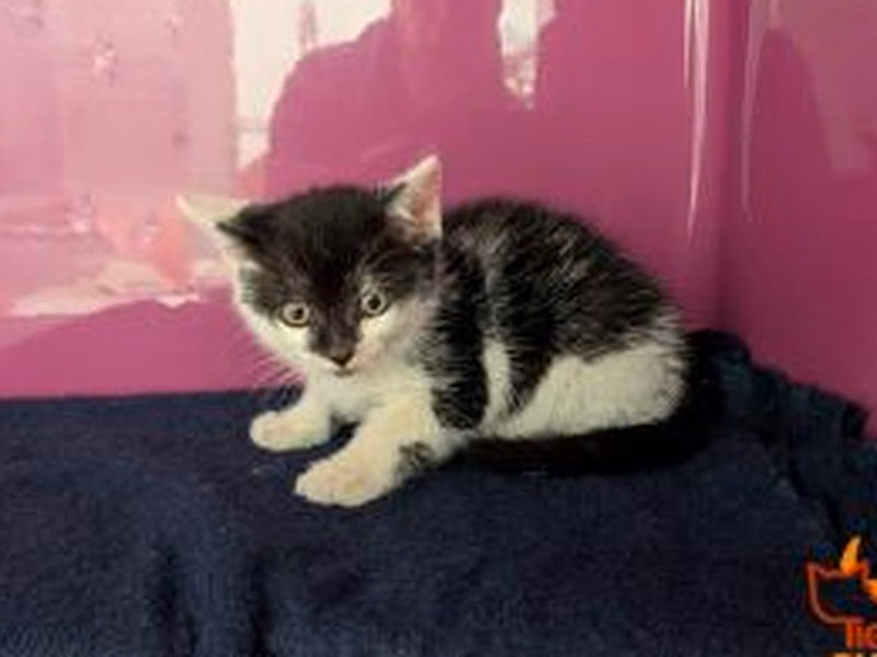 Black-and-white young male European Shorthair, shelter no. …4118