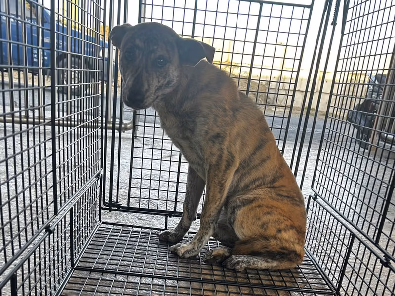 Tabby adult female mixed-breed dog, Large, shelter no. …0007