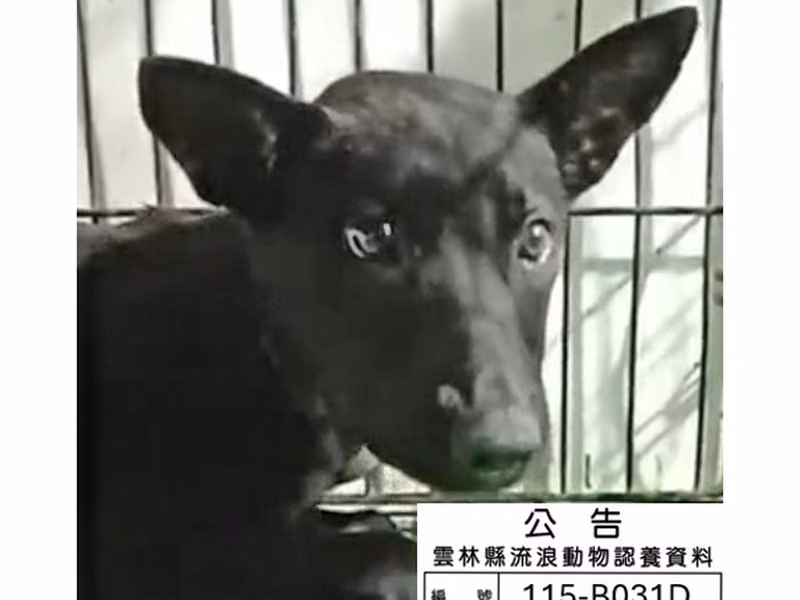 Black adult male mixed-breed dog, Large, shelter no. …031D