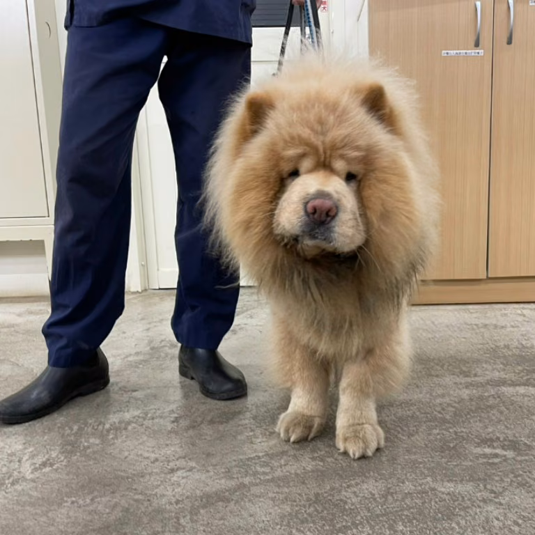 White adult male Chow Chow, Medium, shelter no. …2404