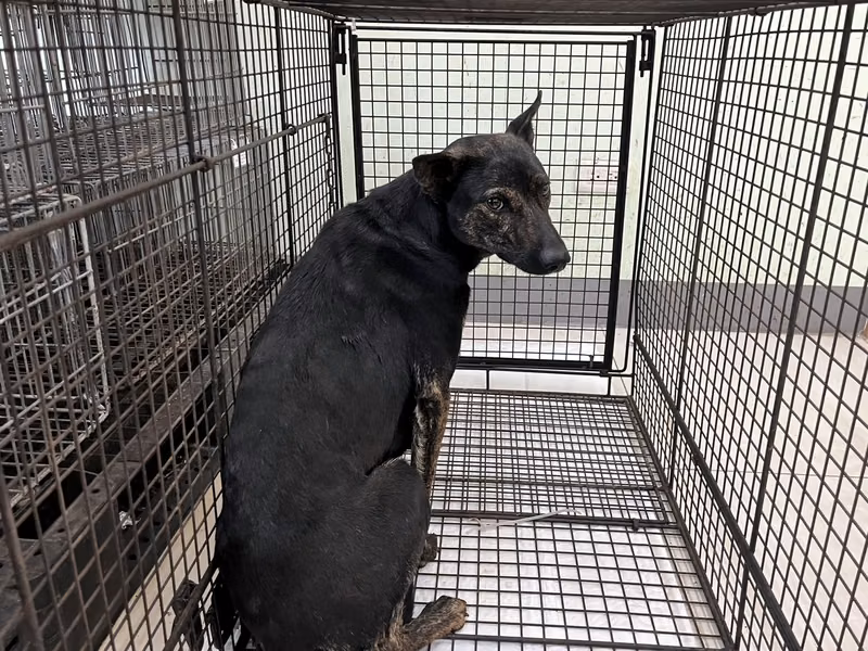 Black tabby adult female mixed-breed dog, Medium, shelter no. …8D01