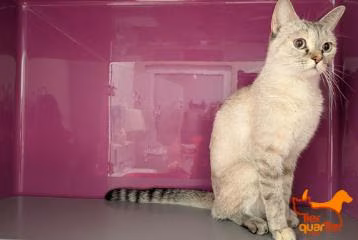 Young female Ragdoll, shelter no. …4014