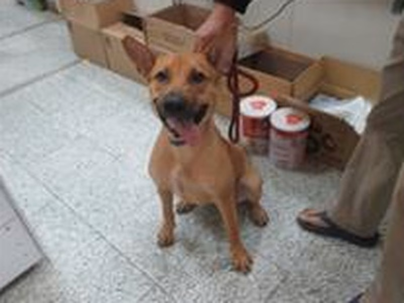 Tan adult female mixed-breed dog, Medium, shelter no. …0004