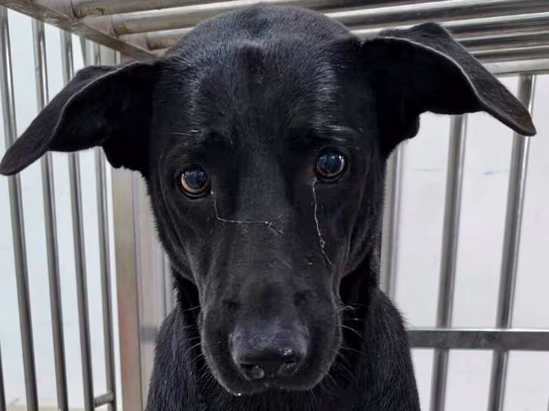 Black adult female mixed-breed dog, Medium, shelter no. …5002