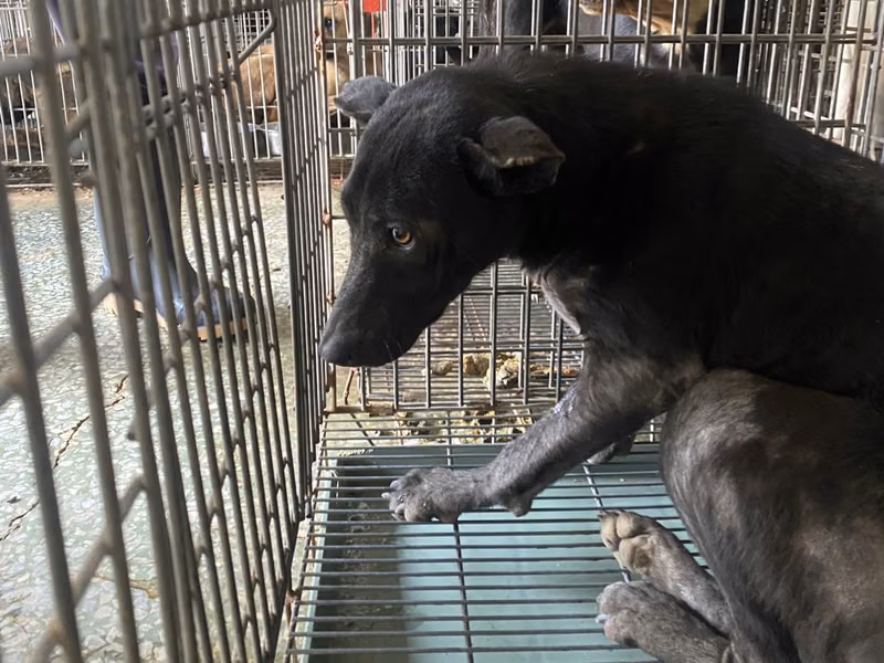 Black adult female mixed-breed dog, Medium, shelter no. …6-01