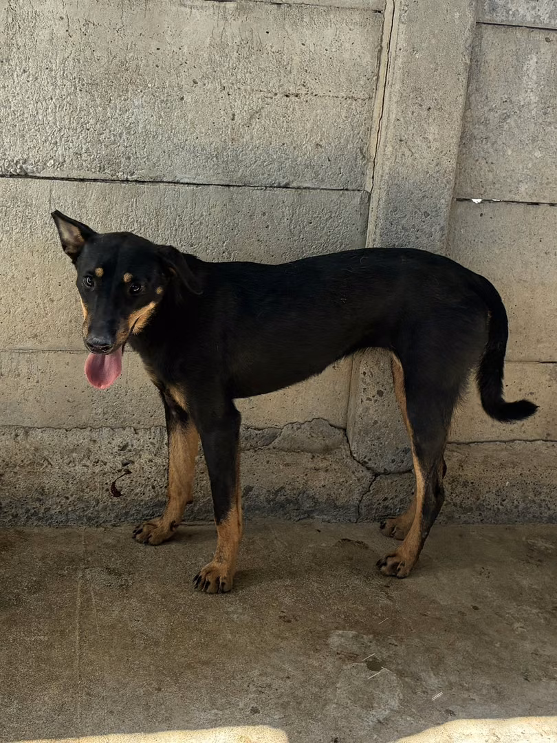 Black adult female mixed-breed dog, Medium, shelter no. …8008