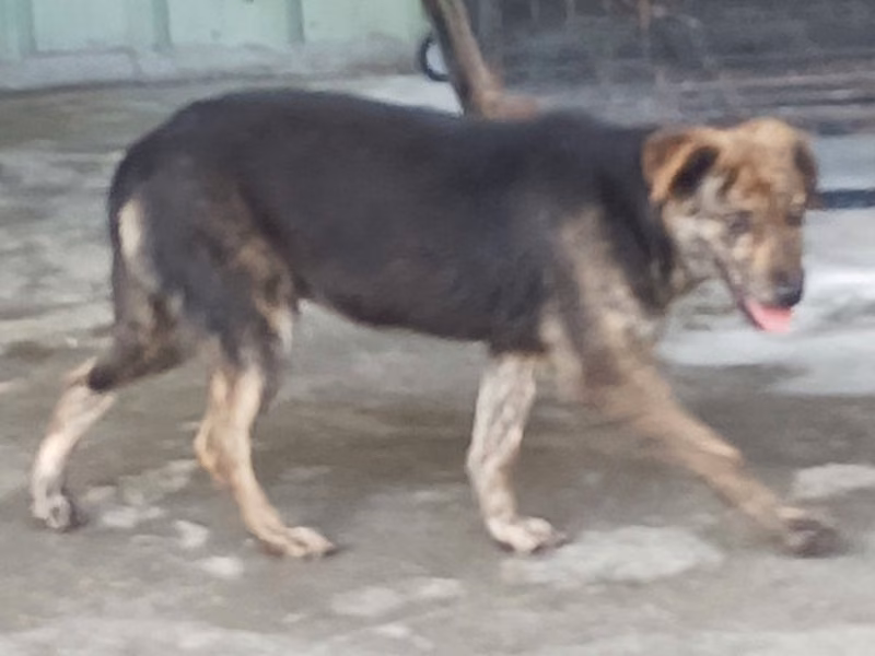 Tabby adult female mixed-breed dog, Medium, shelter no. …055D