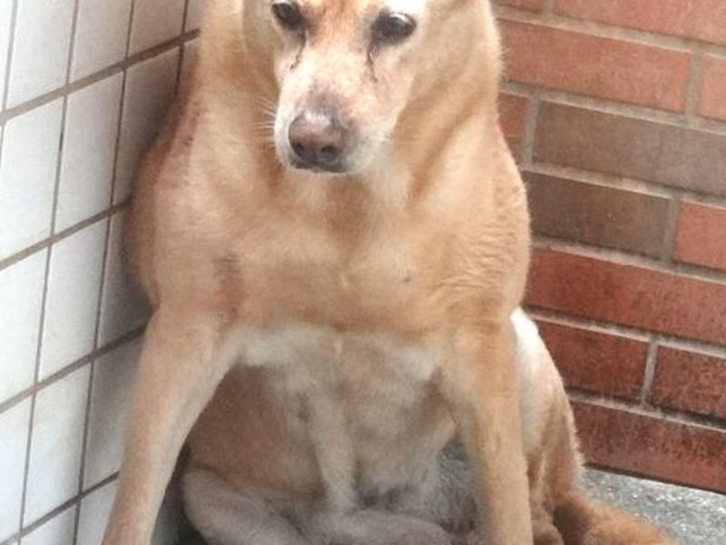 Tan adult female mixed-breed dog, Large, shelter no. …1572