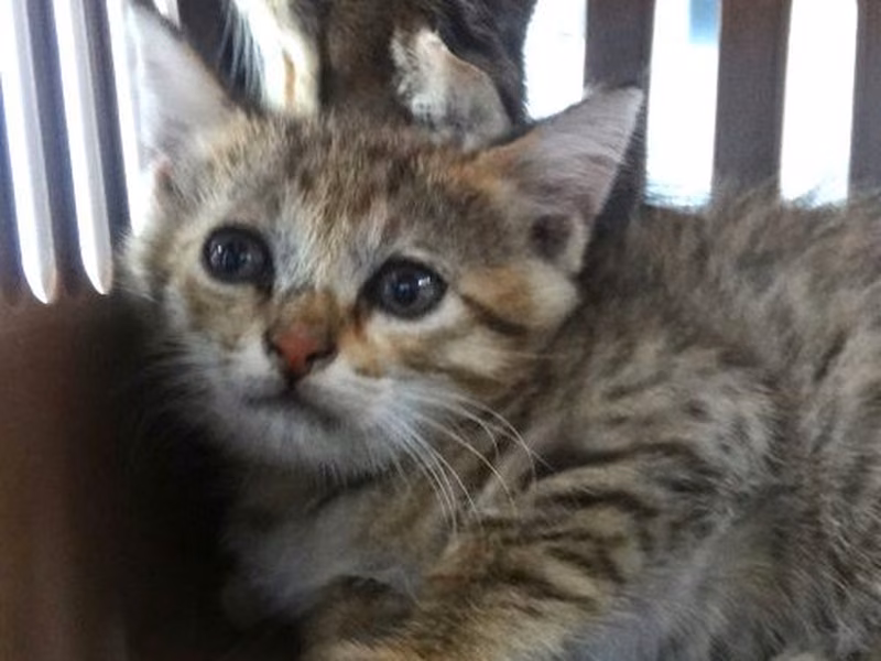 Tabby young mixed-breed cat, Medium, shelter no. …1482