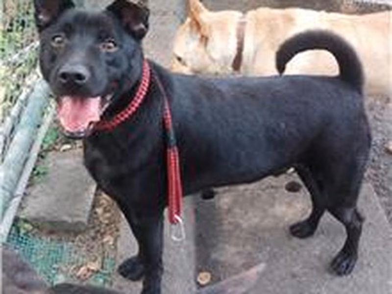 Black adult male mixed-breed dog, Medium, shelter no. …0502