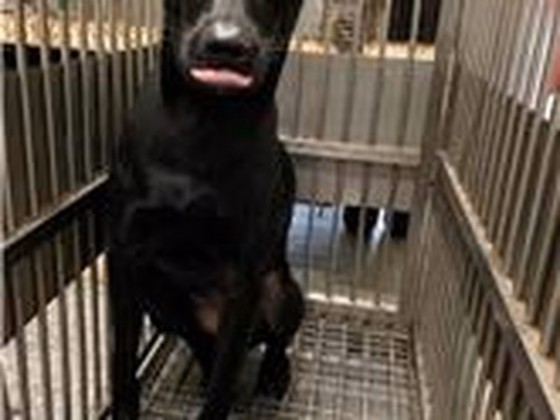 Black adult female mixed-breed dog, Medium, shelter no. …0005
