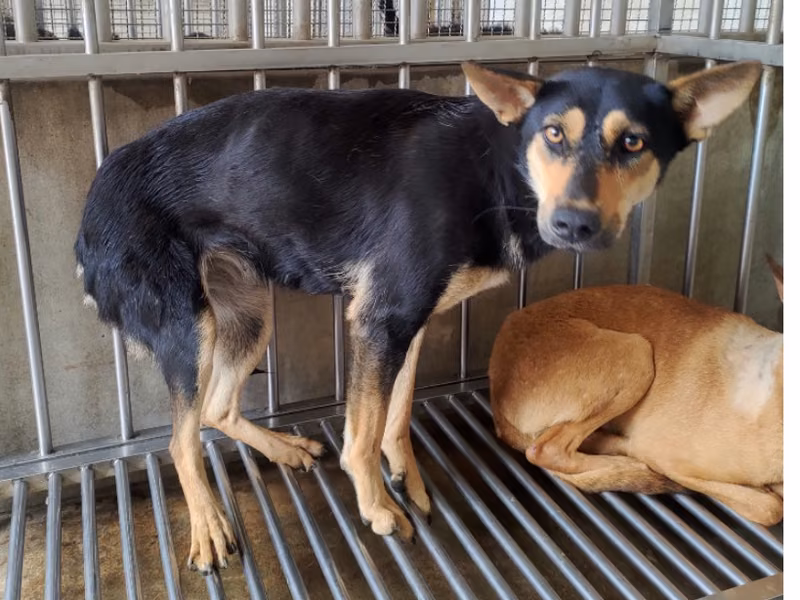 Black-and-tan adult female mixed-breed dog, Large, shelter no. …5042