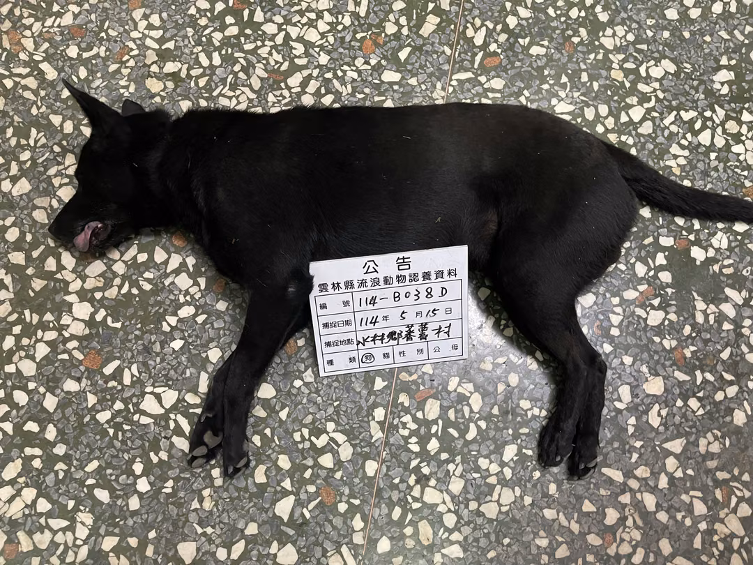Black adult male mixed-breed dog, Large, shelter no. …038D
