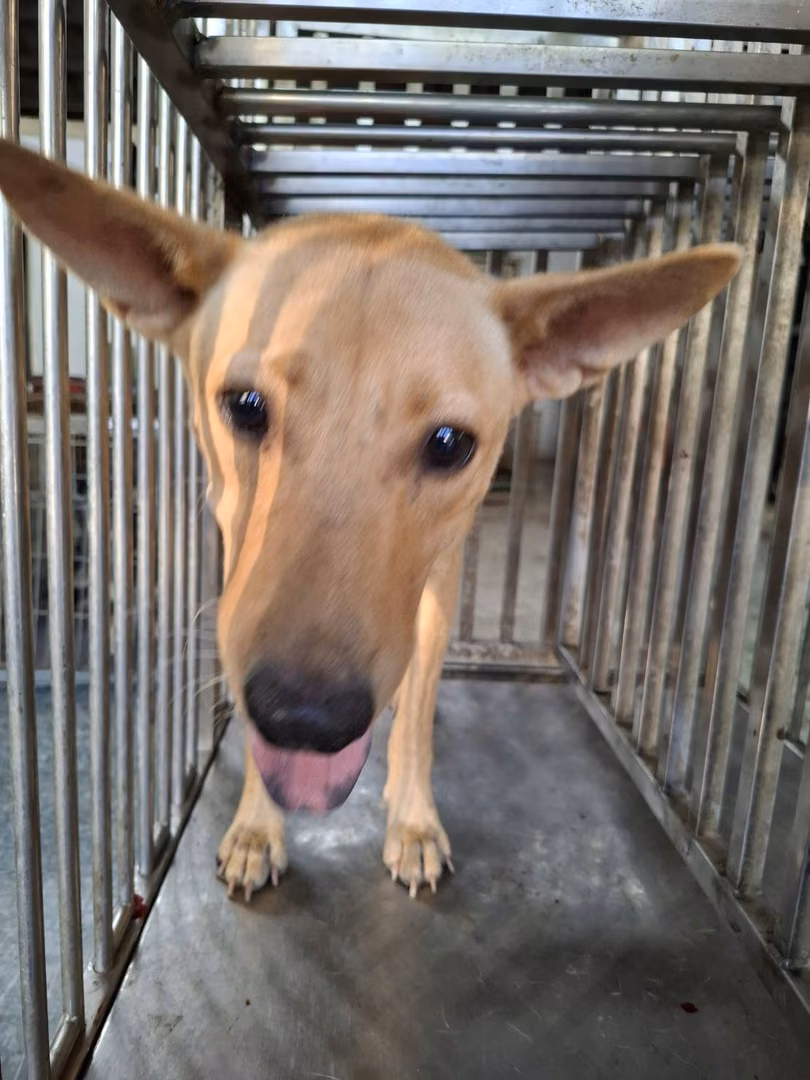 Tan adult female mixed-breed dog, Medium, shelter no. …0-07