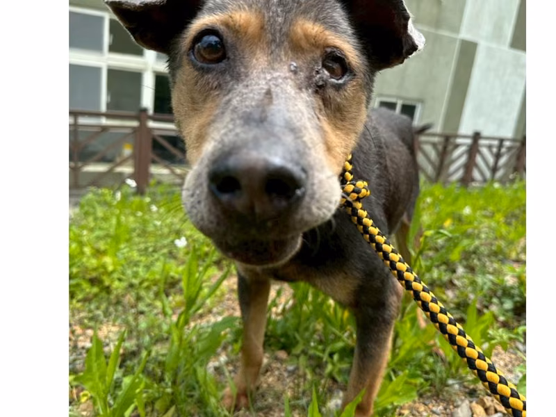 Black-and-brown adult male mixed-breed dog, Large, shelter no. …3001