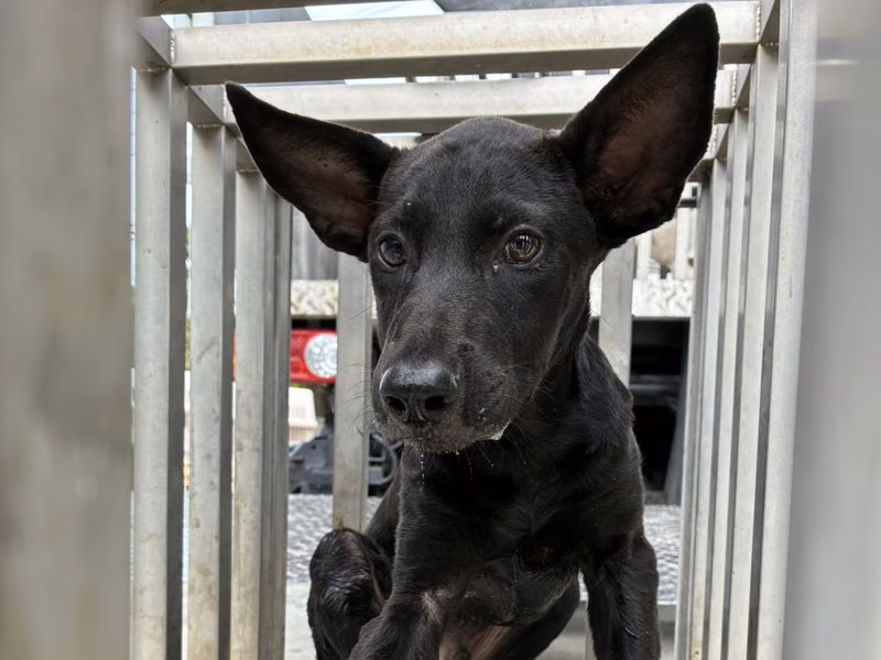 Black young male mixed-breed dog, Small, shelter no. …0001