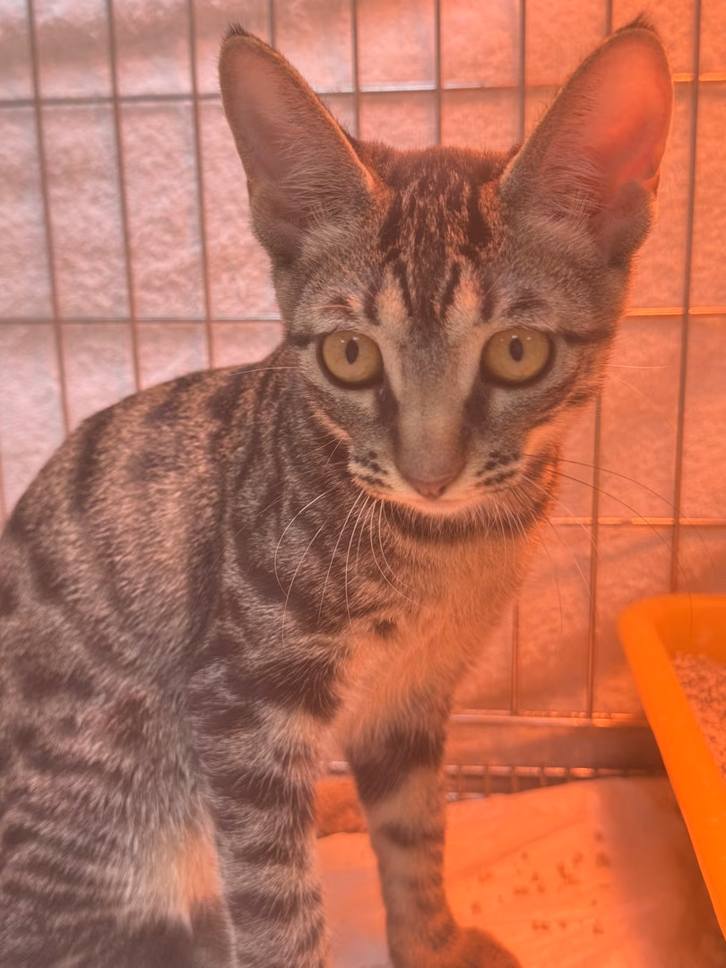 Tabby young female mixed-breed cat, Small, shelter no. …7003