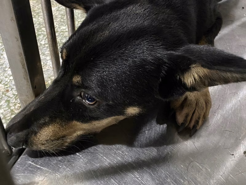 Black-and-tan adult male mixed-breed dog, Medium, shelter no. …8-07