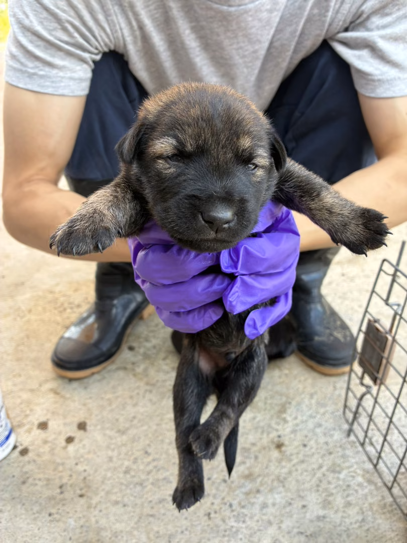 Brown-and-black young male mixed-breed dog, Small, shelter no. …6010
